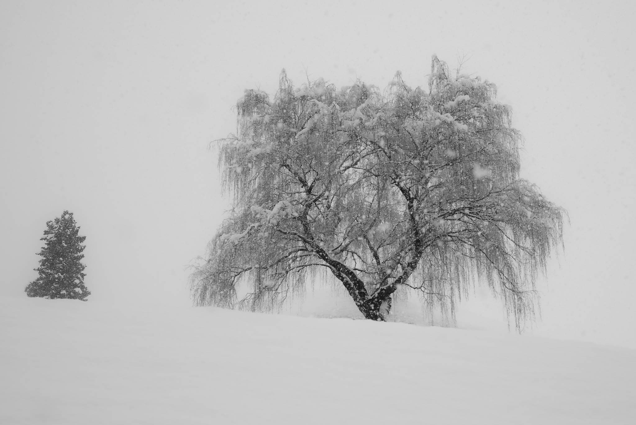 Bg22 - black-and-white