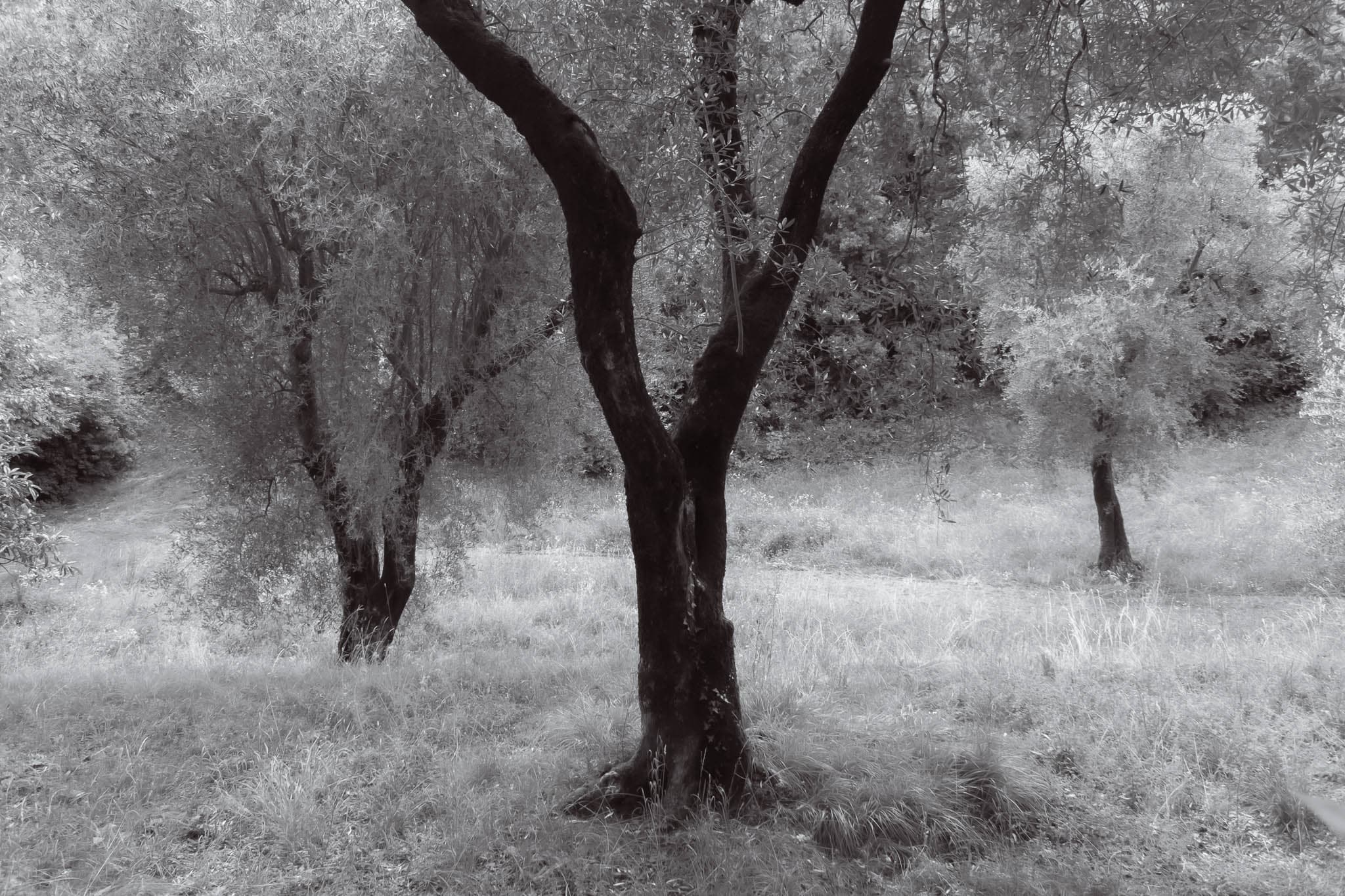 Bg5 - black-and-white